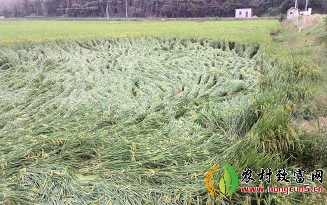 水稻倒伏的防治措施