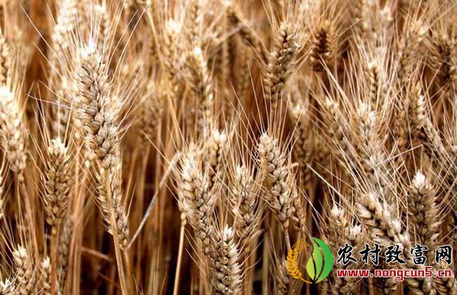 小麦什么时候传入中国