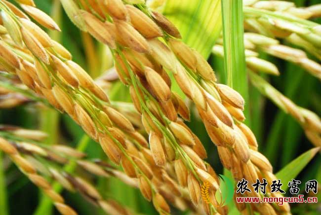 水稻高产管理