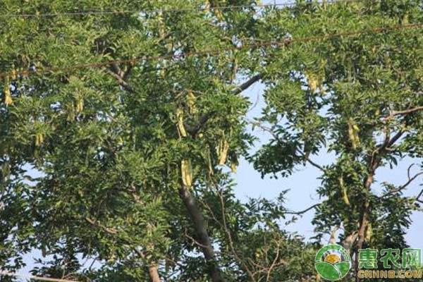 皂荚树怎么种？皂荚树的水肥管理及虫害防治措施