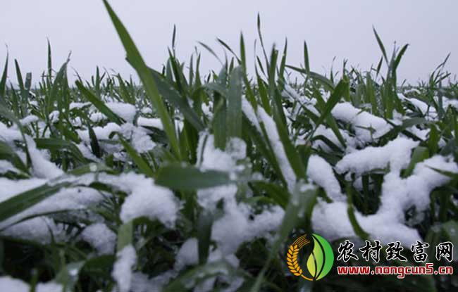 冬小麦种植技术