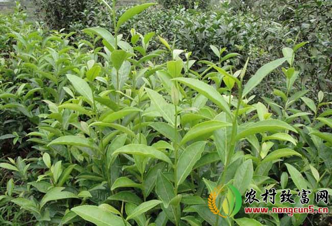 无公害茶叶种植技术