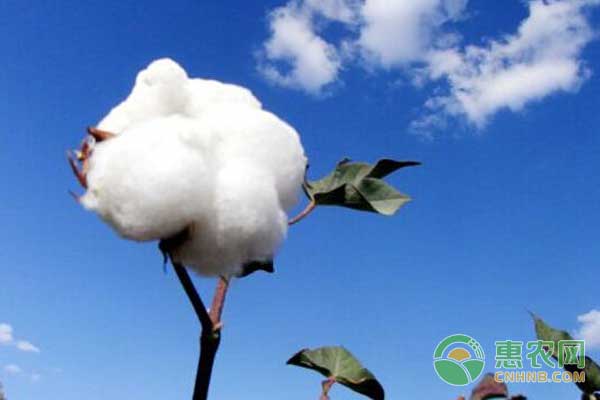 棉花品种新陆中66号(晶华)高产栽培技术