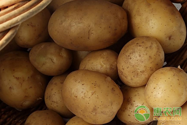 马铃薯怎么高产种植？