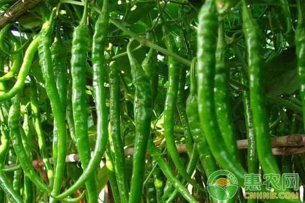 大棚双季辣椒栽培模式实现辣椒高产低成本
