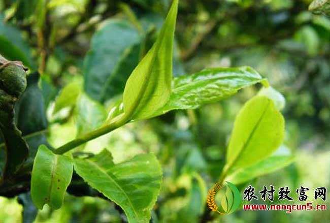 茶树神泽氏叶螨的特征与防治