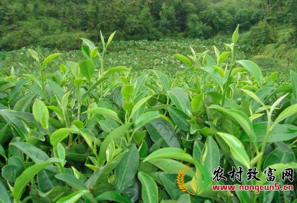 茶树育种品质鉴定方法