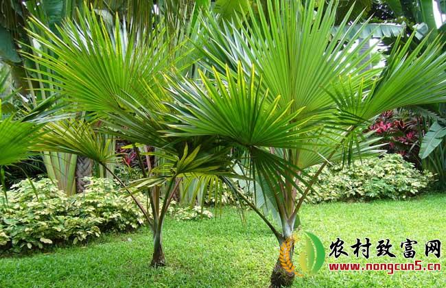 棕榈树种植技术