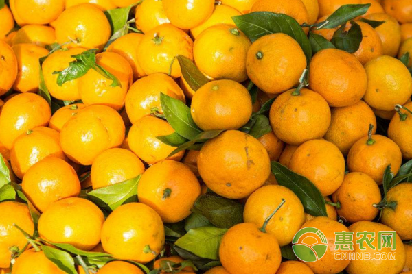 浅析砂糖橘花蕾期及花期的管理措施