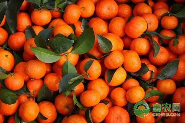 浅析砂糖橘花蕾期及花期的管理措施