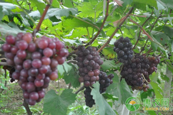 葡萄种植常用杀虫剂类型及使用方法（经典版一）