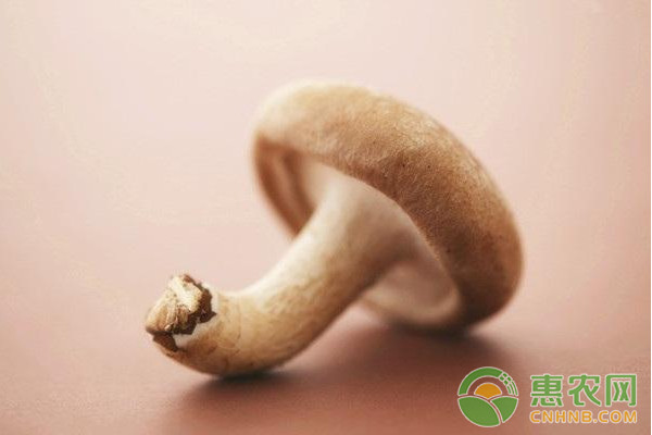 段木香菇优质栽培管理技术 