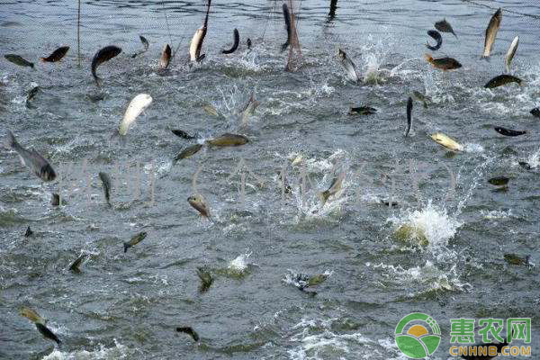 鱼塘养殖污染的原因及应对措施