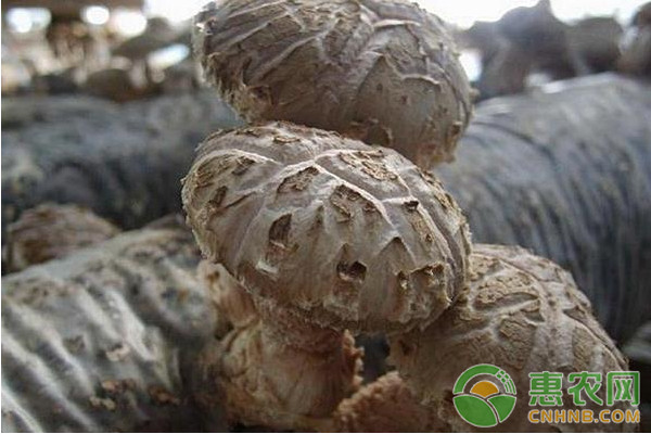 段木香菇优质栽培管理技术 