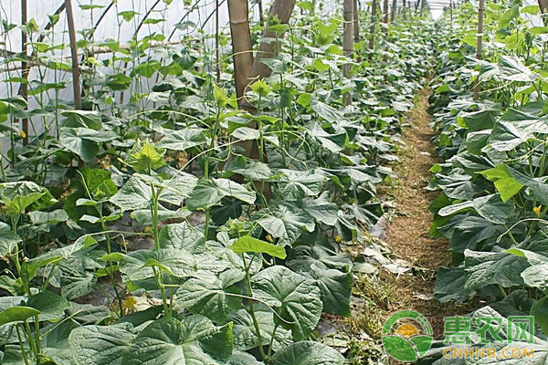 大棚黄瓜冬季早衰的原因及防治措施