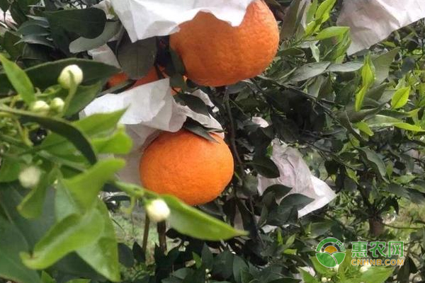 晚熟柑橘“花果同树”管理建议