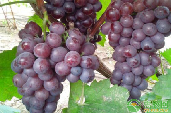 葡萄的常见病害及农药防治方法