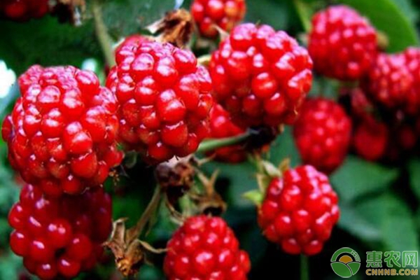 秋果型红树莓哈瑞赫兹
