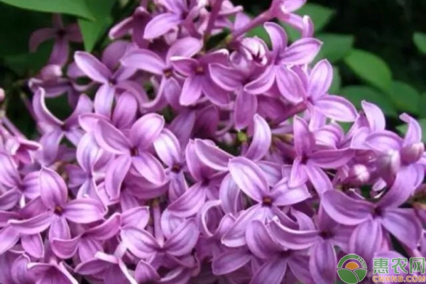 紫丁香栽培技术
