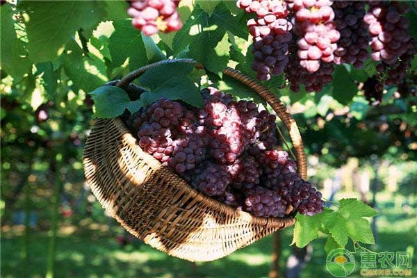葡萄的常见病害及农药防治方法