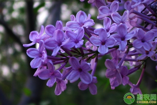 紫丁香种植技术