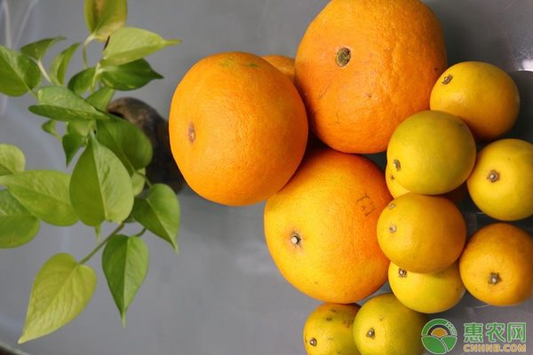 晚熟柑橘种植要点