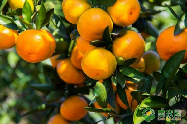 晚熟柑橘种植条件