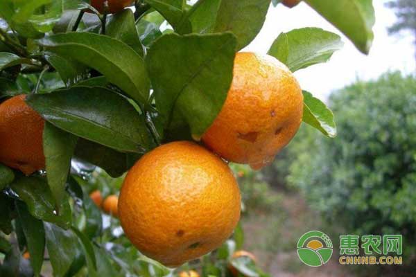 不同树龄的柑橘树修剪技术