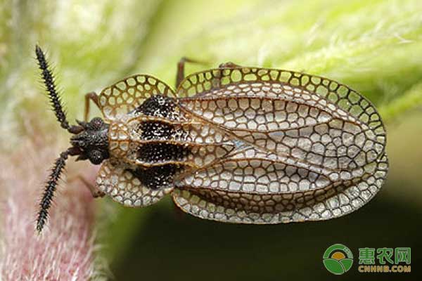 园林植物刺吸类害虫有哪些？如何防治刺吸类害虫？