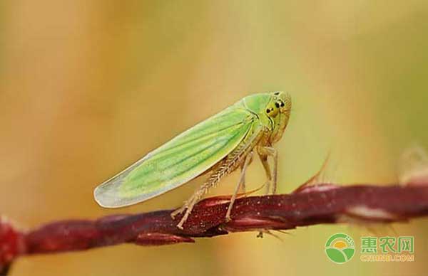 园林植物刺吸类害虫有哪些？如何防治刺吸类害虫？