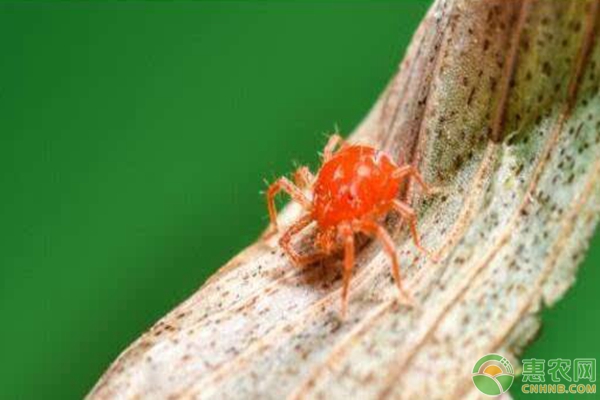 柑橘红蜘蛛