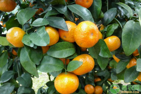 浅析柑橘全年施肥量的计算方法（建议收藏！）