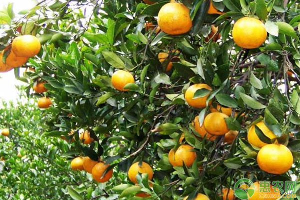 浅析柑橘全年施肥量的计算方法（建议收藏！）