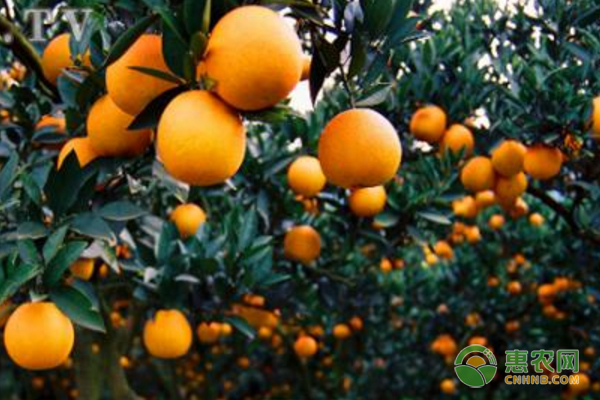 浅谈柑橘无公害生产农家肥料种类
