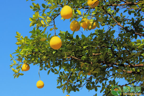 柚子、柑橘土壤施肥方法