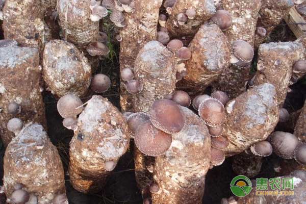反季节香菇栽培怎么管理杂菌和虫害？