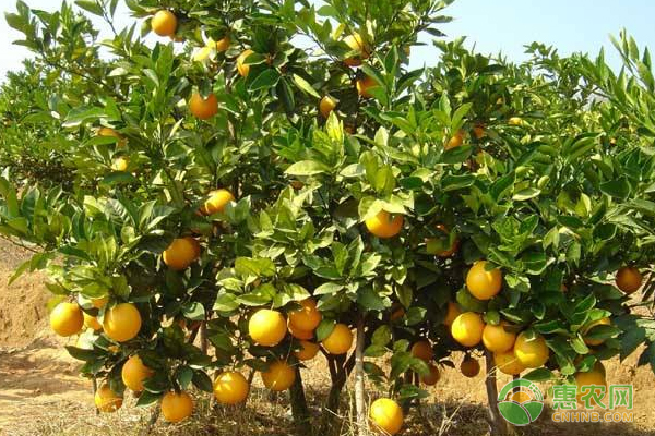 柚子、柑橘种植如何施肥？柚子、柑橘土壤施肥方法