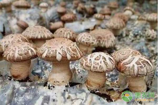 反季节香菇栽培怎么管理杂菌和虫害？