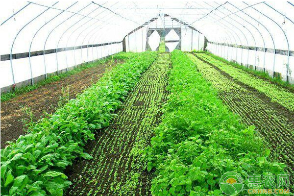 温室蔬菜管理方法及病虫害综合防治技术