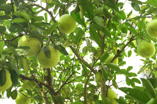 柚子树的种植技术，喜好沙壤土种子要进行消毒