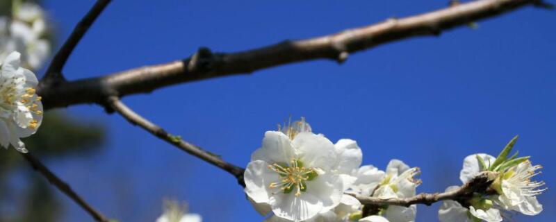 梨树开花期间如何防冻伤