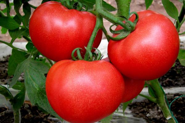 番茄的种植 