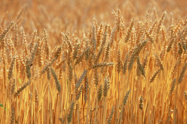 小麦增产打什么药