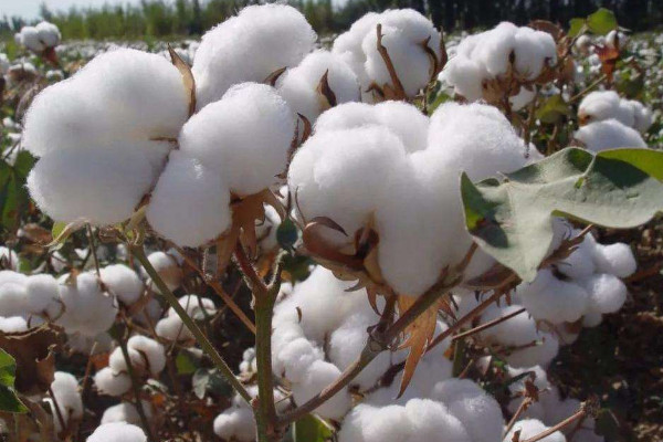 棉花种子怎么种