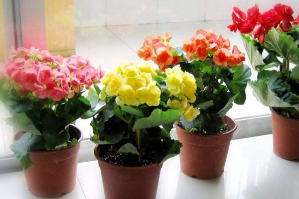 丽格海棠花期多久，在每年冬、春两季开花