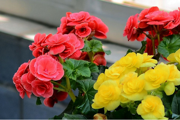 玫瑰海棠的养殖方法和注意事项，保证土壤、温度适宜