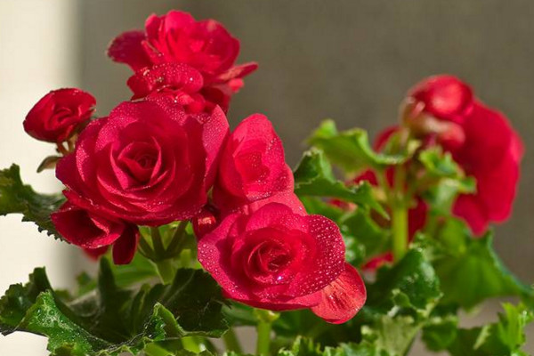玫瑰海棠的养殖方法和注意事项，保证土壤、温度适宜
