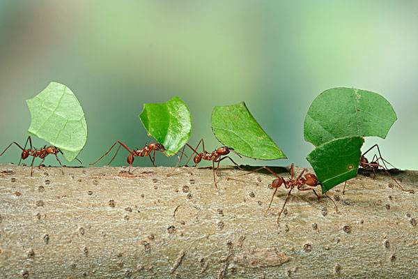 花盆里有蚂蚁怎么处理，喷药清洗杀菌除虫