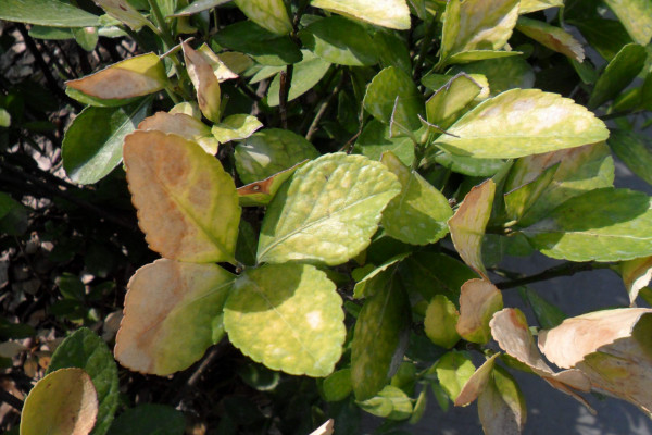 珍珠黄杨怎么养，在20~30℃范围下接受散射光照
