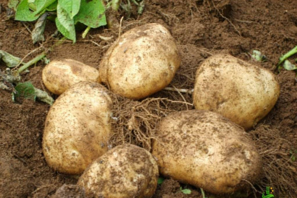 土豆如何种植，可以通过以下4步进行